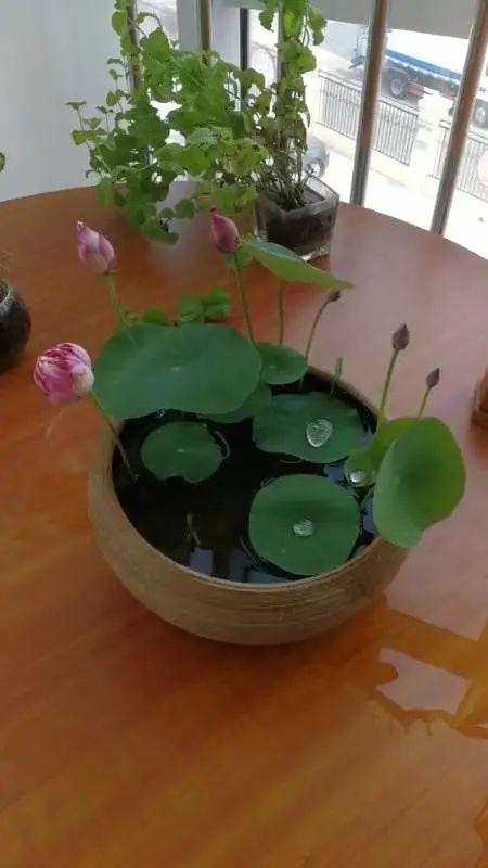 也是水培花卉中最易养的植物之一!