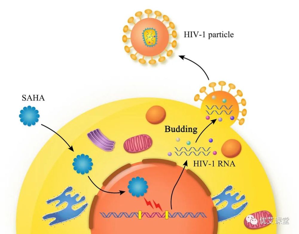 人类免疫缺陷病毒|新发现｜人体免疫细胞具有针对HIV的天然警报系统，依非韦伦参与其中