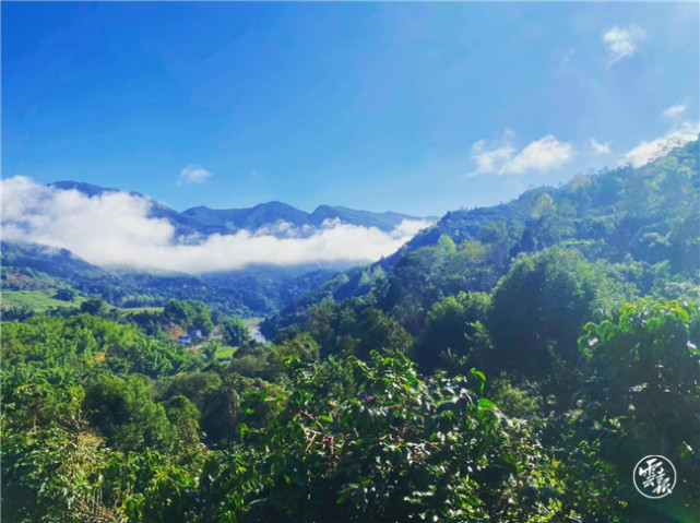 "2月13日,回到普洱老家的刘畅和父母来到普洱市曼中田爱伲庄园,以不一