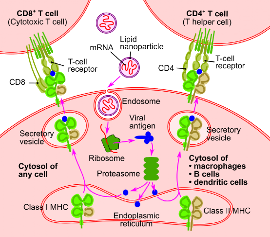 mrna|关于mRNA的一切：运转世界的分子