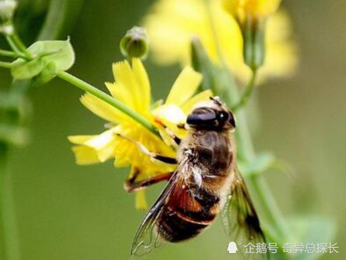 蜜蜂|蜜蜂蜇人一次会要命？盘点十大误传的动物趣闻