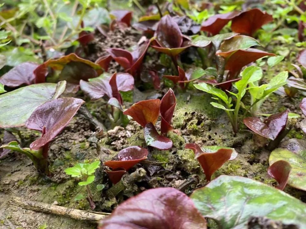 走盐亭人去挖折耳根