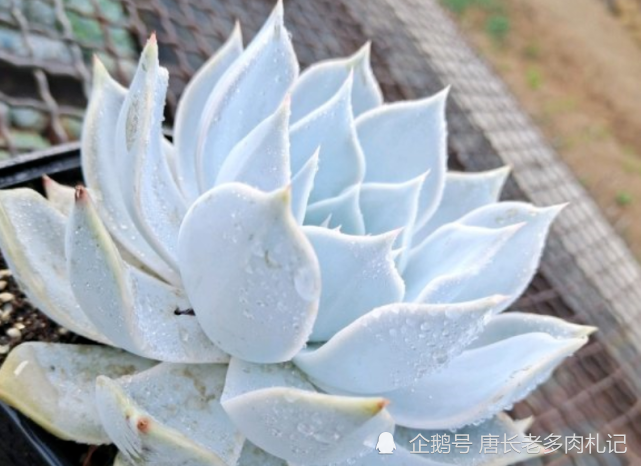 冷门多肉日立昂可洁白如雪可粉如桃花我相信你应该没有养过