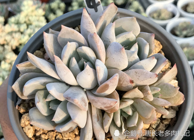 冷门多肉日立昂可洁白如雪可粉如桃花我相信你应该没有养过