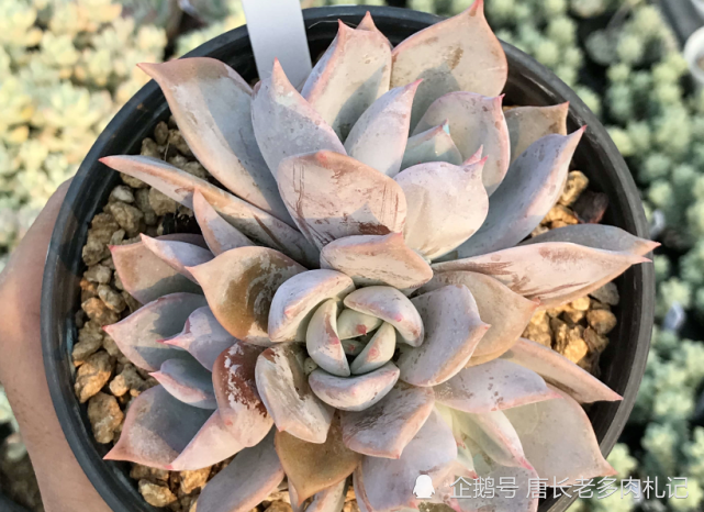 冷门多肉日立昂可洁白如雪,可粉如桃花,我相信你应该没有养过