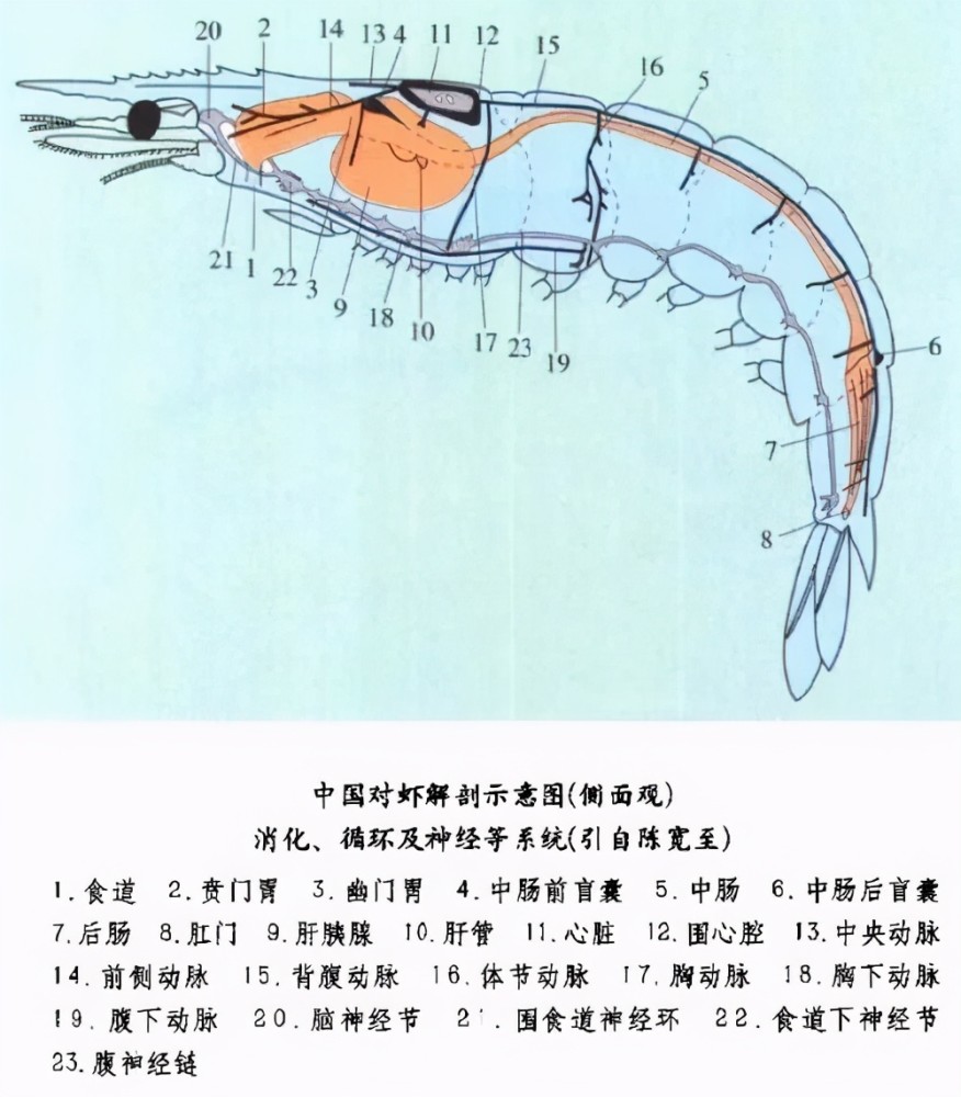 虾线真的很脏吗虾头里的虾黄是虾屎吗内行才知道的5件事