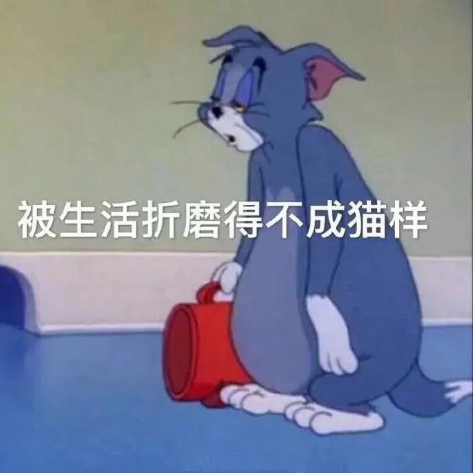 被生活折磨的不成猫样