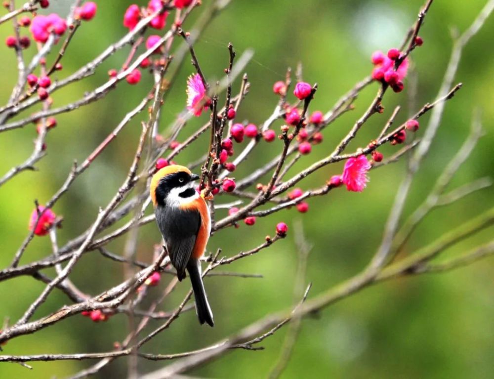 春天的江南拍了拍你,长三角这场摄影大赛等你来晒_腾讯新闻