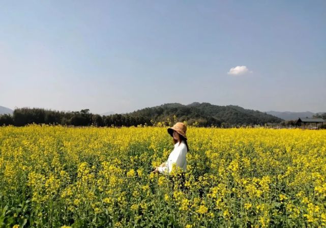 沁人的花香油菜花悄然綻放上東瑤鄉風情旅遊景區近日,藍田瑤族鄉紅星