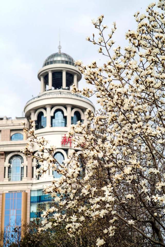 早春使者白玉兰花开贺新春晨镜头