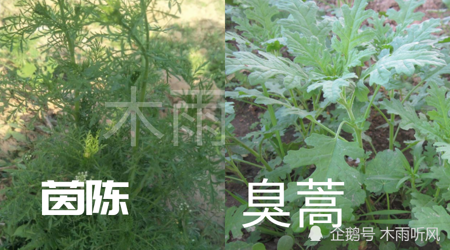 要吃到新鲜的茵陈,就抓住早春的季节,在我们当地有这么指导挖茵陈的