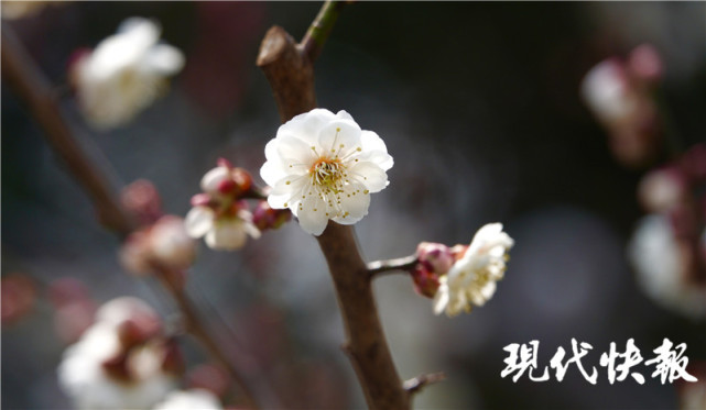 南京梅花山進入盛花期 春節假期趕緊走起