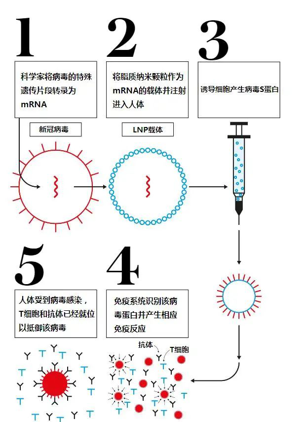 埃隆·马斯克|马斯克称它能“治疗一切”，关于mRNA的神操作，你知道几个？