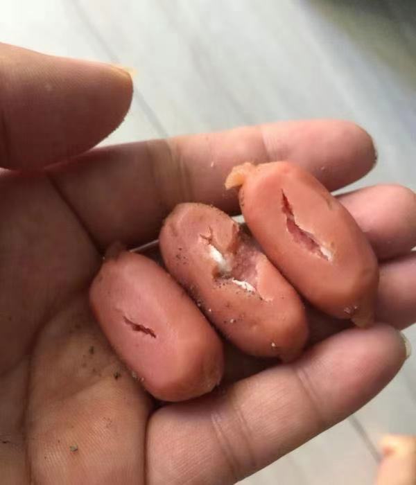 小区成为狗屎乐园,业主忍无可忍!使用"毒香肠"送狗"归西"