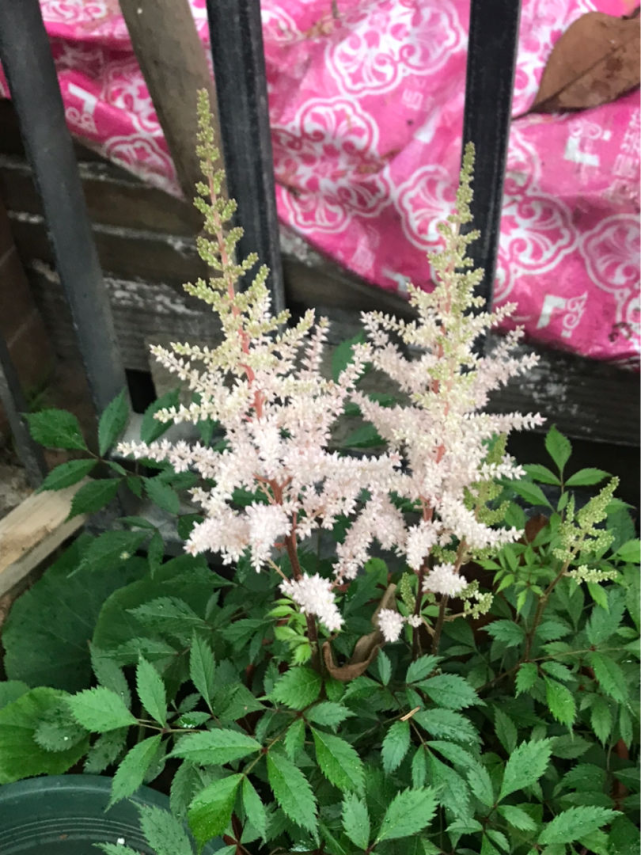 网红小众盆栽 年前在花市出尽风头 你会买吗 腾讯网