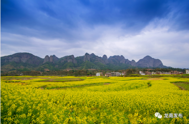 龍南市各村鎮油菜花田