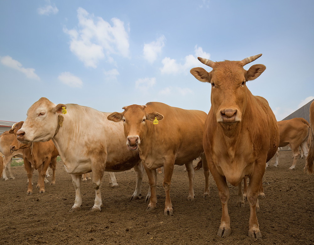 中国"牛经济"展现新活力