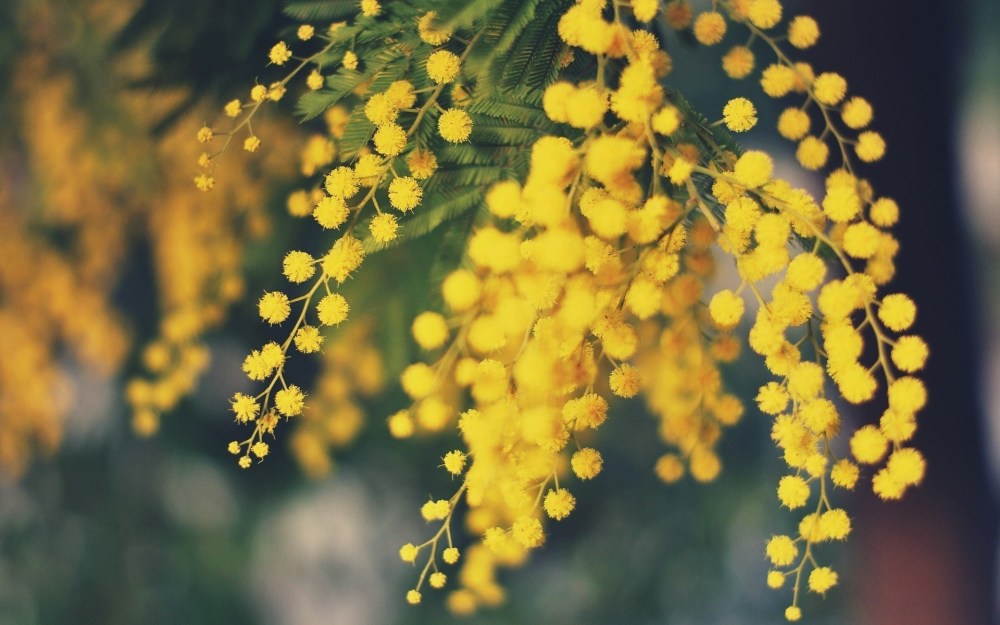 暗恋花语的花给男的(花语暗恋的花都有什么)