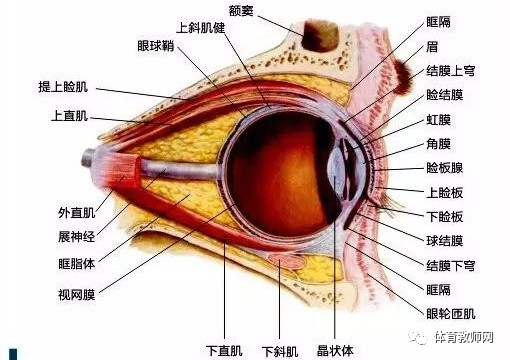 其中,上直肌,下直肌,內直肌,下斜肌由動眼神經支配;上斜肌由滑車神經