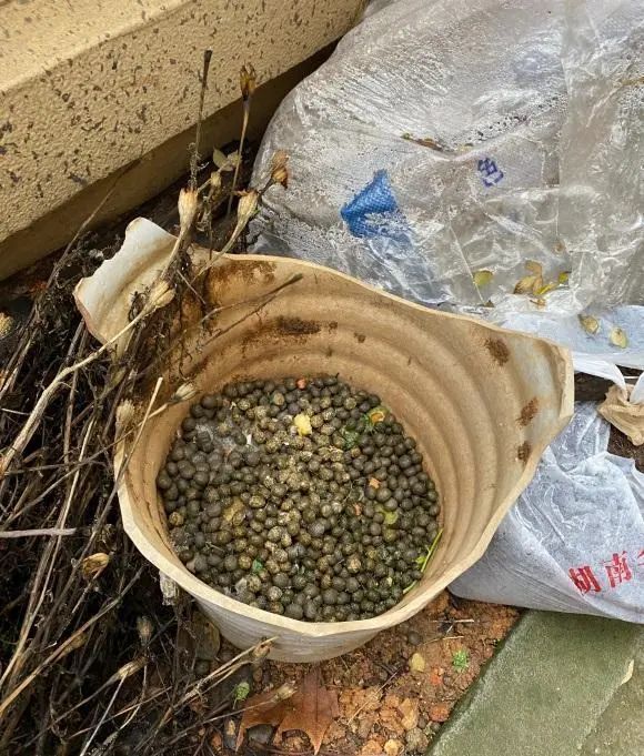 兔子|养只兔子，兔子粪便拿来养花，网友：“自产自用，真是羡慕”