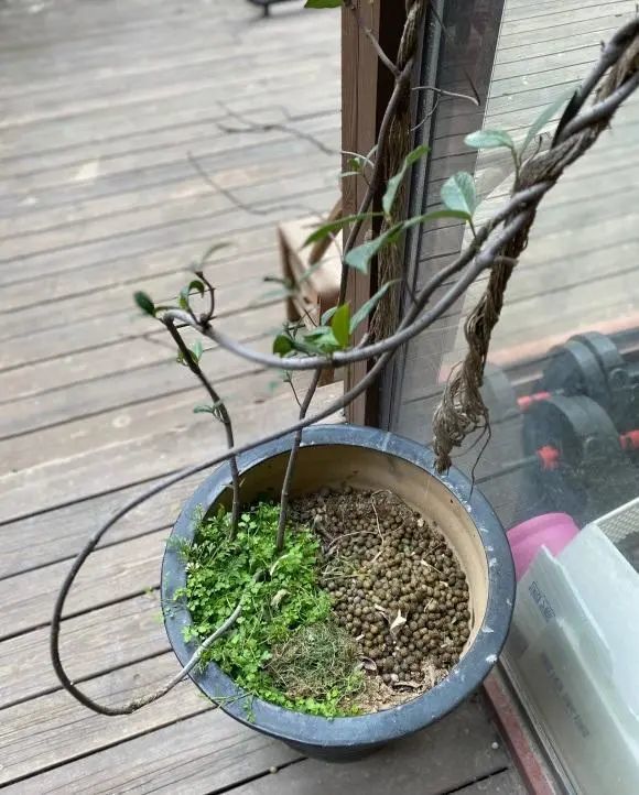 兔子|养只兔子，兔子粪便拿来养花，网友：“自产自用，真是羡慕”