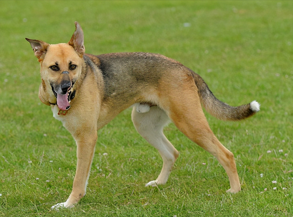 为elvis进行了右腿截肢手术,让人庆幸的是,在经历了一系列的治疗之后