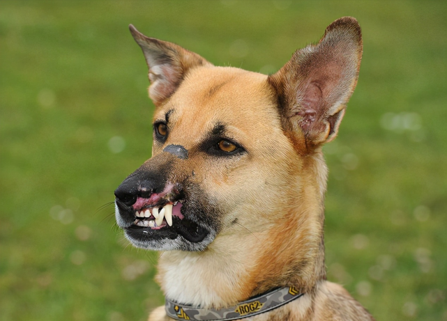 德国牧羊犬表情十分凶残当了解到背后的原因后令人心痛不已