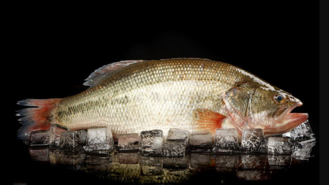 新鲜鲈鱼如何挑?记住"3看1掂"懂行人都夸你,年年有鱼更富足