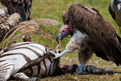 动物世界|我们的世界01