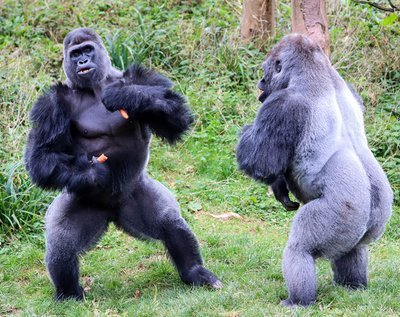 动物世界|我们的世界01