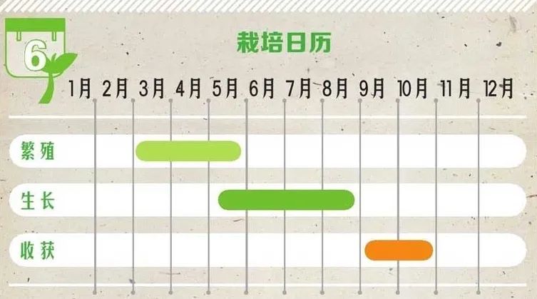 留兰香|他栽的薄荷分枝能力强，反复收割成活率还高，香草不是易生病吗？