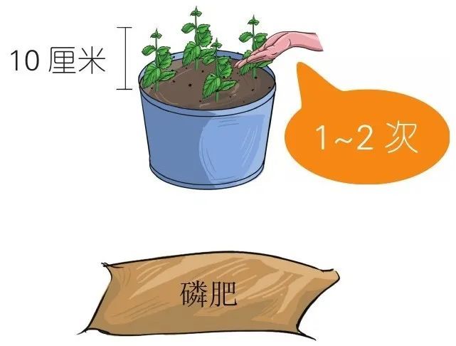 留兰香|他栽的薄荷分枝能力强，反复收割成活率还高，香草不是易生病吗？