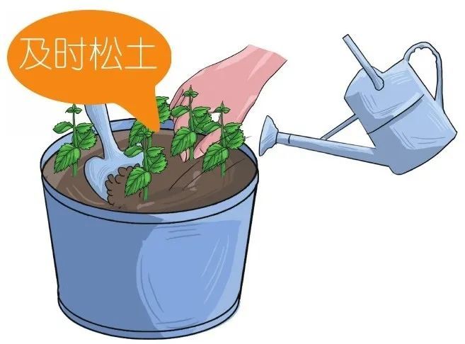 留兰香|他栽的薄荷分枝能力强，反复收割成活率还高，香草不是易生病吗？