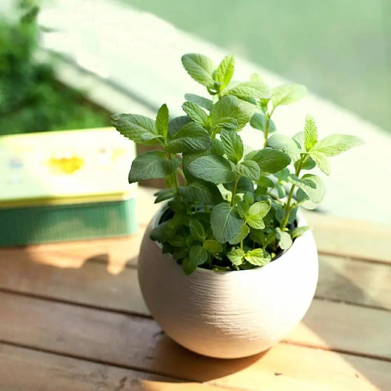留兰香|他栽的薄荷分枝能力强，反复收割成活率还高，香草不是易生病吗？