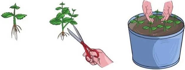 留兰香|他栽的薄荷分枝能力强，反复收割成活率还高，香草不是易生病吗？