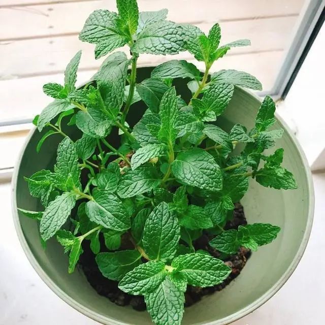 留兰香|他栽的薄荷分枝能力强，反复收割成活率还高，香草不是易生病吗？