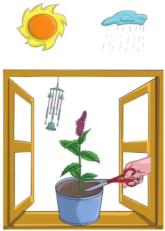 留兰香|他栽的薄荷分枝能力强，反复收割成活率还高，香草不是易生病吗？