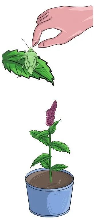 留兰香|他栽的薄荷分枝能力强，反复收割成活率还高，香草不是易生病吗？