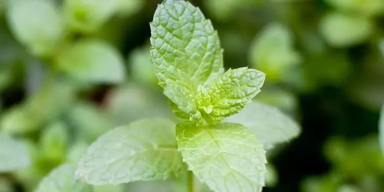 留兰香|他栽的薄荷分枝能力强，反复收割成活率还高，香草不是易生病吗？