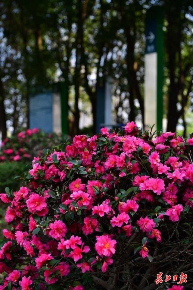 早春花开 图集 梅花 望春玉兰 野豌豆 山茶花