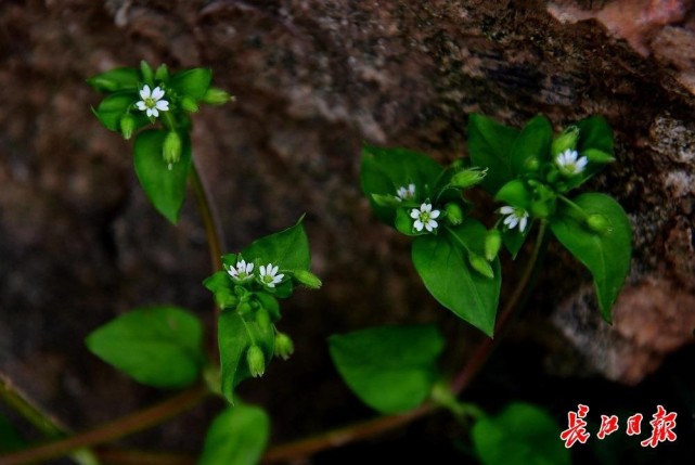 繁缕开出小白花.
