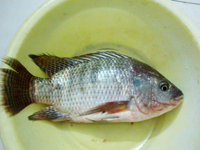 非洲鲫"霸占"广东内陆水域,将本地鱼"杀绝",靠的是实力