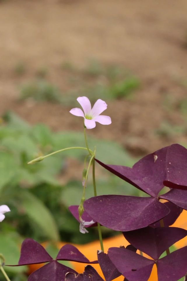 三角紫叶酢浆草oxalistriangularis