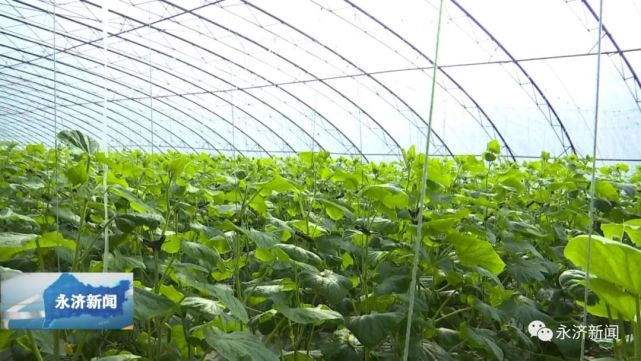 绿色天然雷家庄村乳瓜飘香迎新春