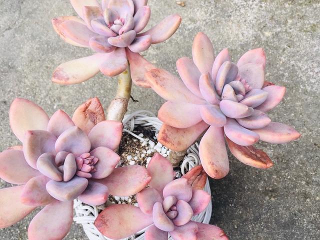 冬美人作为美人系多肉的一种,之前一直以为是靠其妖