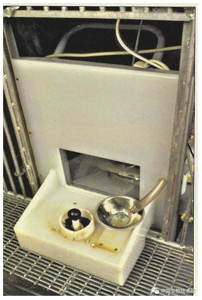 操纵杆|“笨的像猪一样”……猪：这“笨”锅我不背！