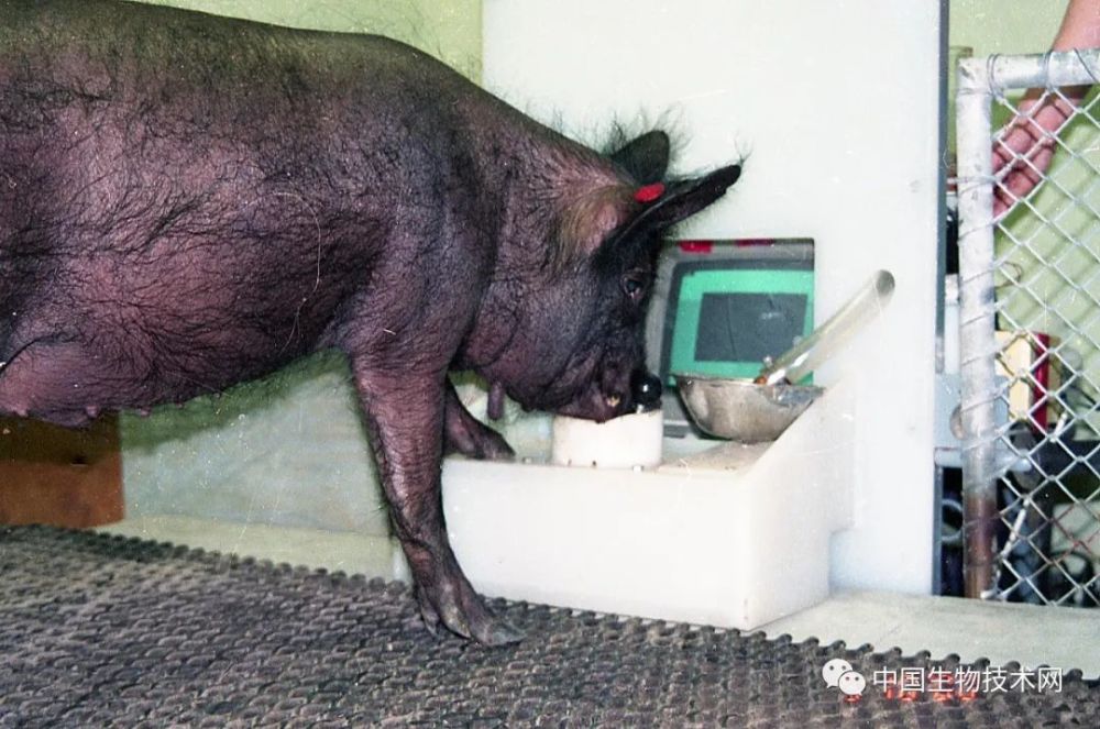 操纵杆|“笨的像猪一样”……猪：这“笨”锅我不背！