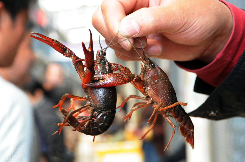 全民抓捕,投放农药,人虾大战云南大败,云南小龙虾为何