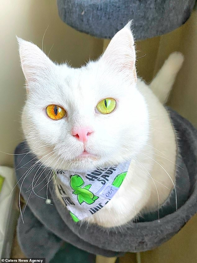 一只加拿大猫咪因为眼睛会根据天气变色,把网友萌翻了.