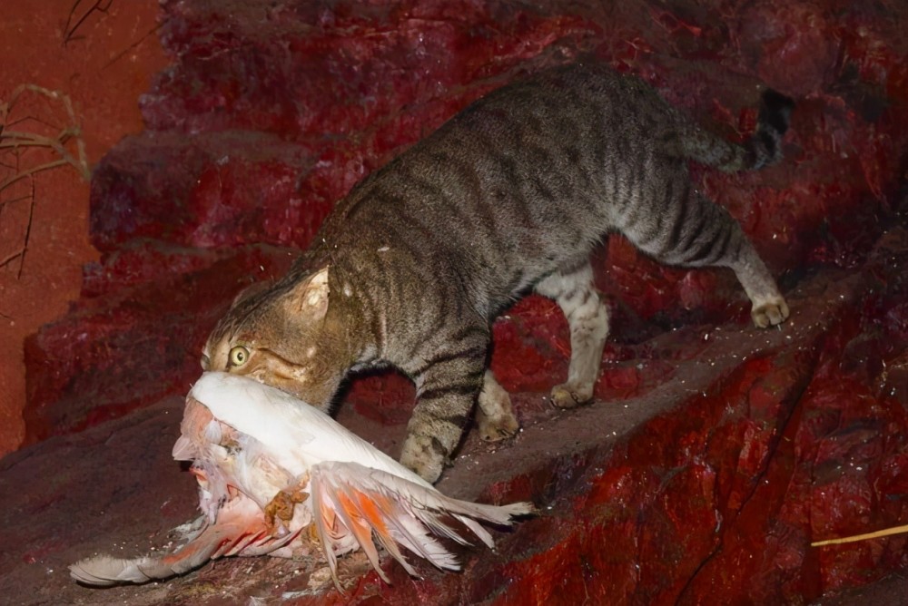 澳大利亚野猫泛滥,人猫战争打响,澳大利亚要消灭200万只野猫